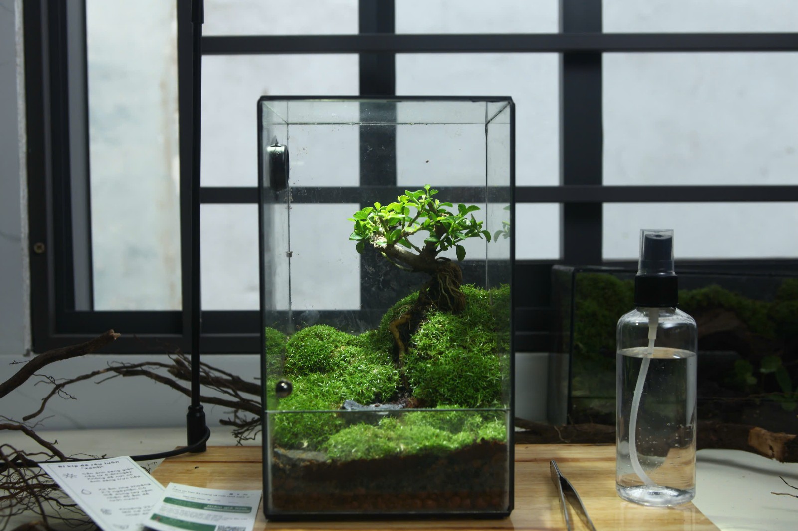 Bể Cây Cô Đơn